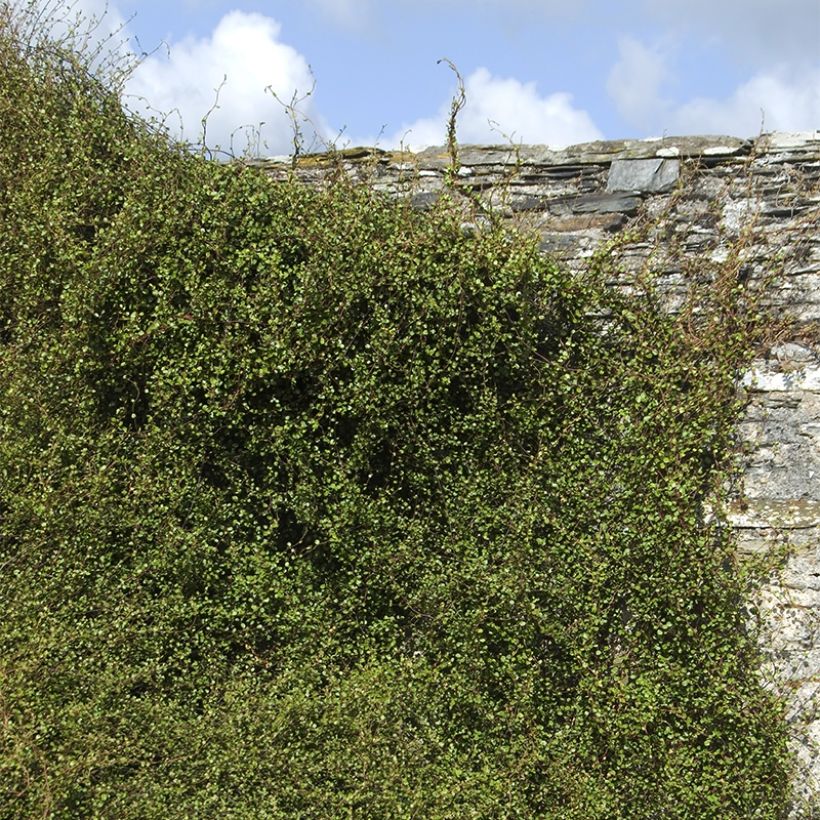 Muehlenbeckia complexa Sealand Compact (Porto)