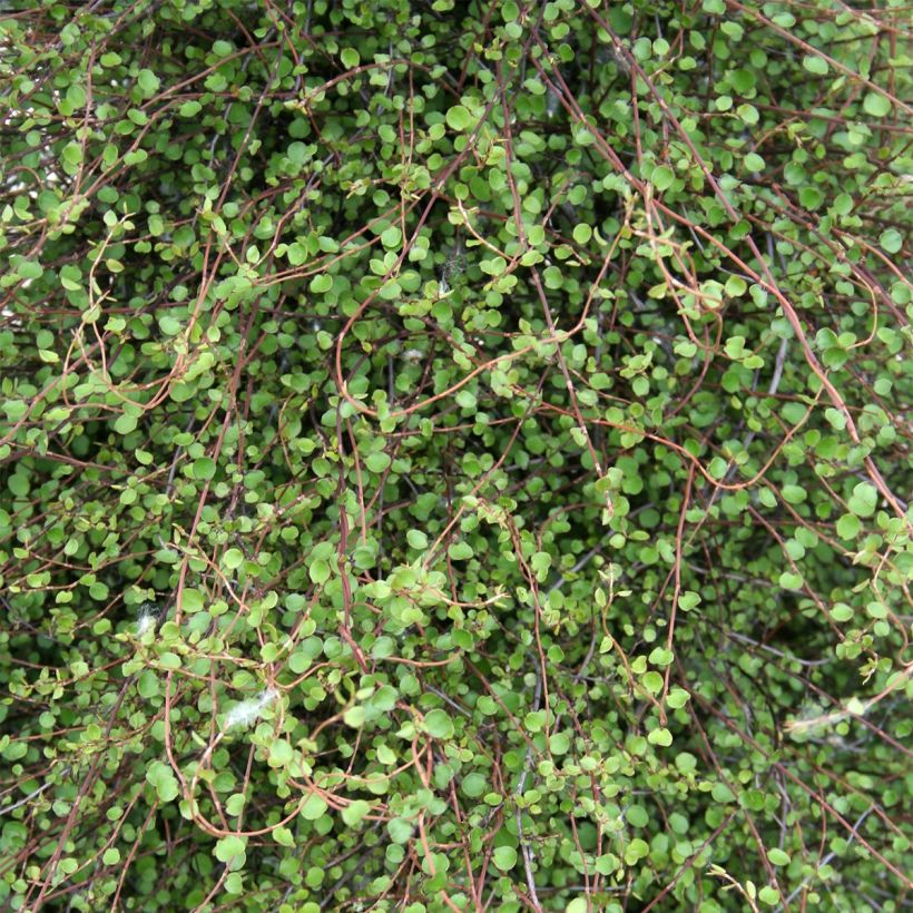 Muehlenbeckia complexa (Foliage)