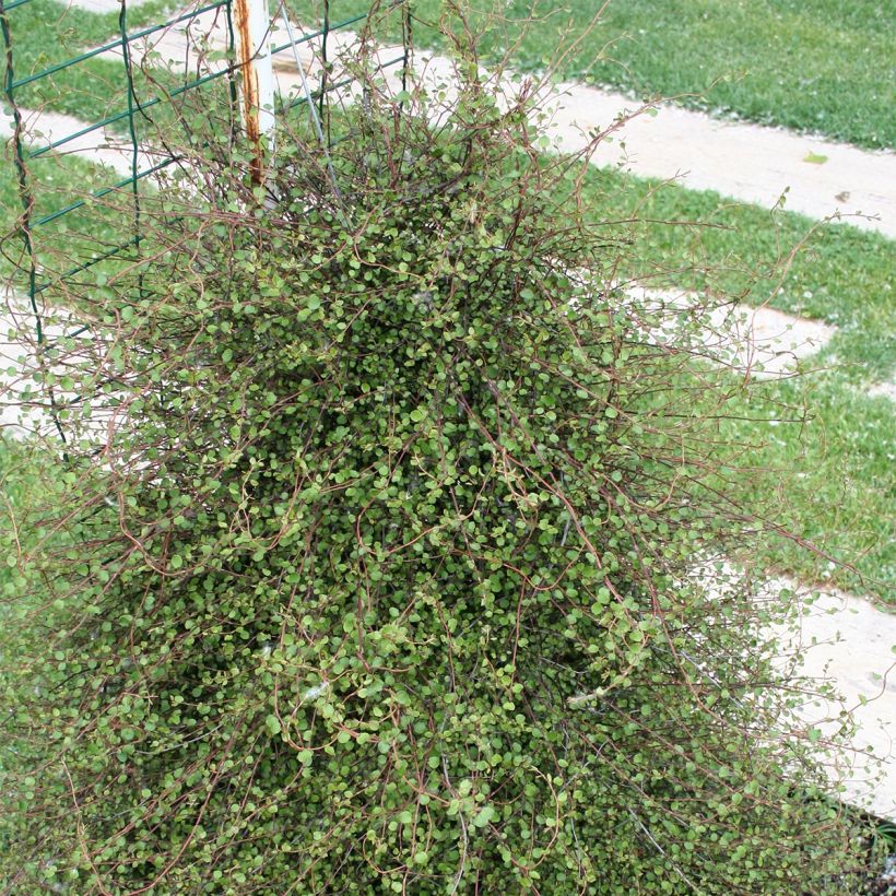 Muehlenbeckia complexa (Plant habit)
