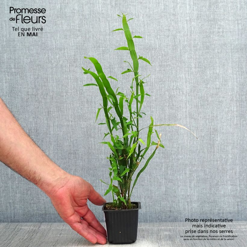 Muehlenbeckia platyclada Vasetto da 8/9 cm esemplare consegnato in primavera