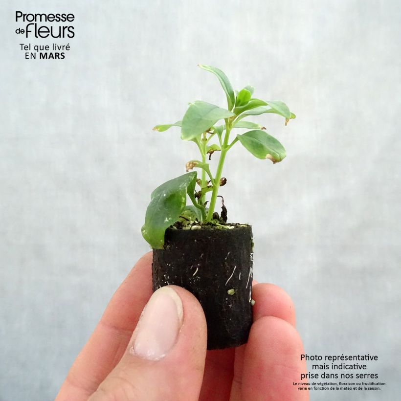 Bocca di leone Fruit Salad Up Apricot mini zolla... esemplare consegnato in primavera