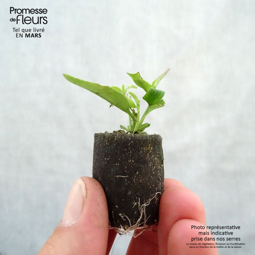 Bocca di leone Fruit Salad Up Purple mini zolla... esemplare consegnato in primavera