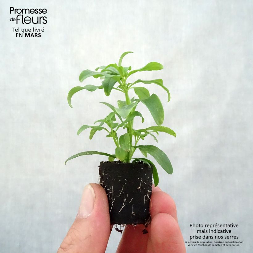 Bocca di leone Fruit Salad Up Yellow mini zolla... esemplare consegnato in primavera