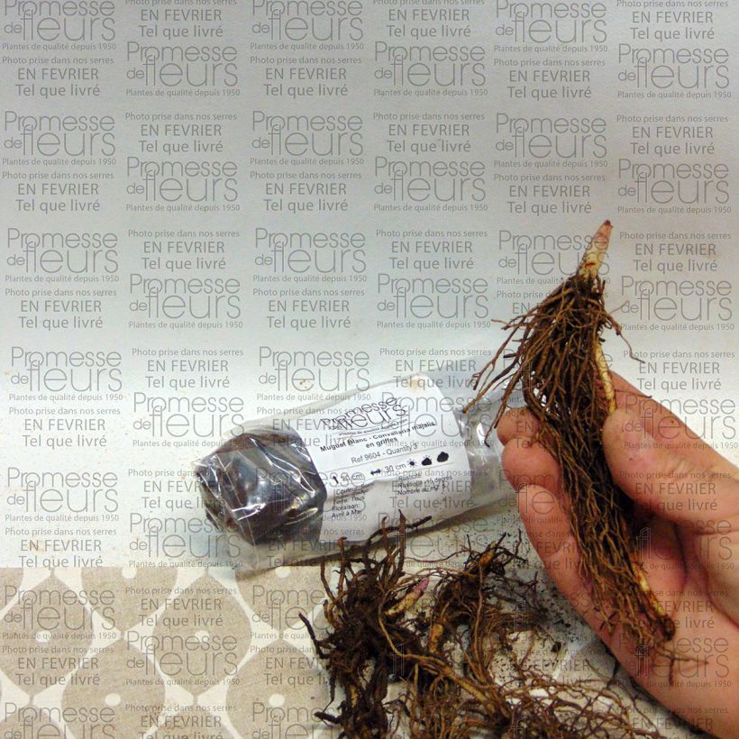 Esempio di esemplare Convallaria majalis - Mughetto Bulbo come consegnato