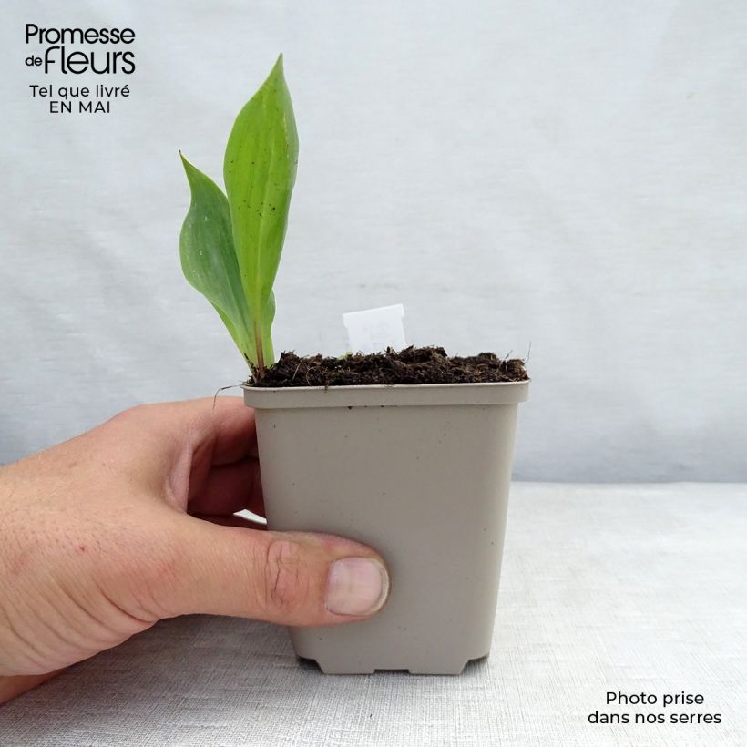 Convallaria majalis - Mughetto Vasetto da 8/9 cm esemplare consegnato in primavera