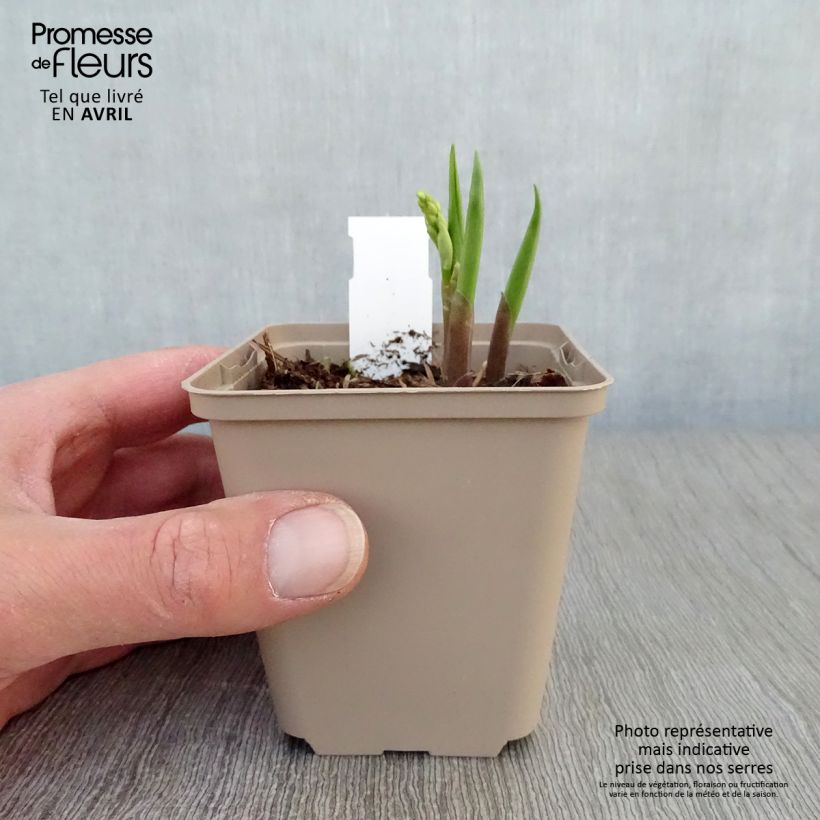 Convallaria majalis Bordeaux - Mughetto Vasetto da 8/9 cm esemplare consegnato in primavera