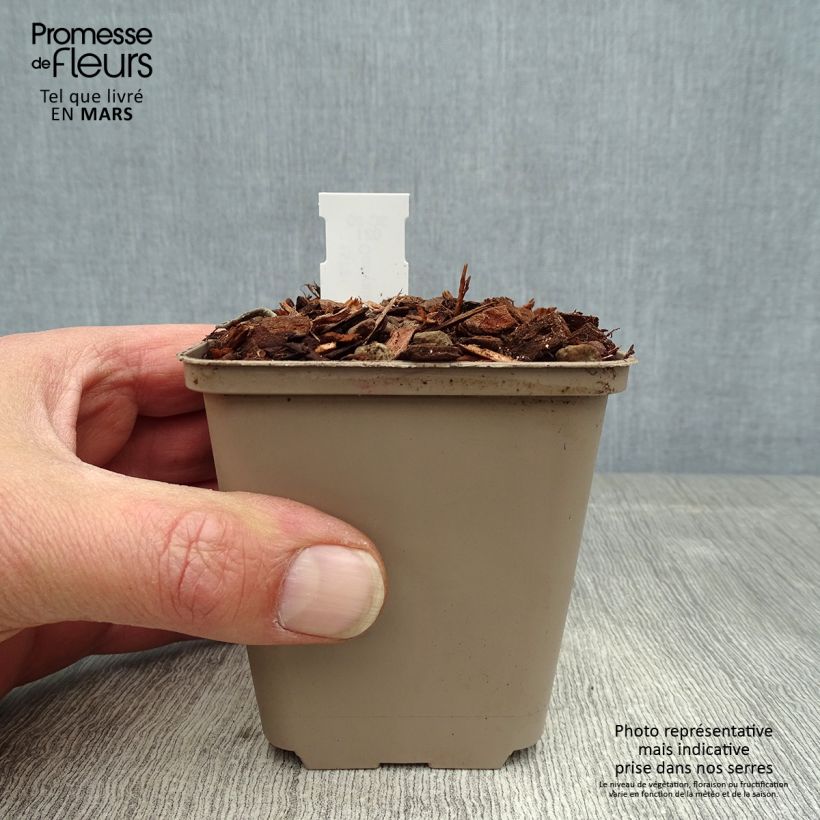 Convallaria majalis Doreen - Mughetto Vasetto da 8/9 cm esemplare consegnato in primavera