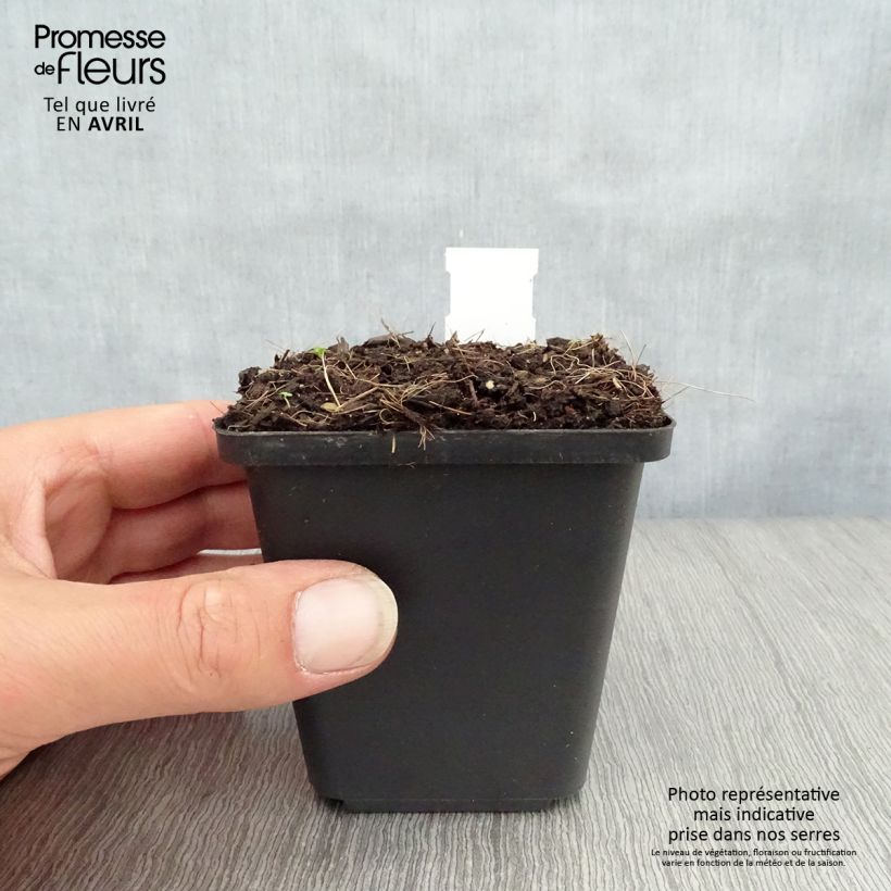 Convallaria majalis Prolificans - Mughetto Vasetto da 8/9 cm esemplare consegnato in primavera