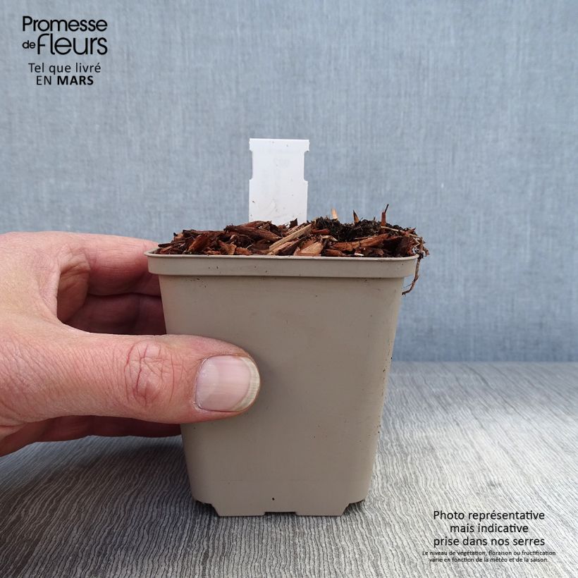 Convallaria majalis Hardwick Hall - Mughetto Vasetto da 8/9 cm esemplare consegnato in primavera