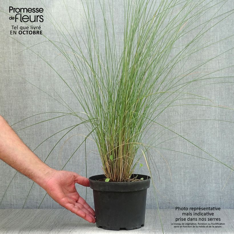 Esemplare di Muhlenbergia capillaris Vaso da 2L/3L come consegnato in autunno