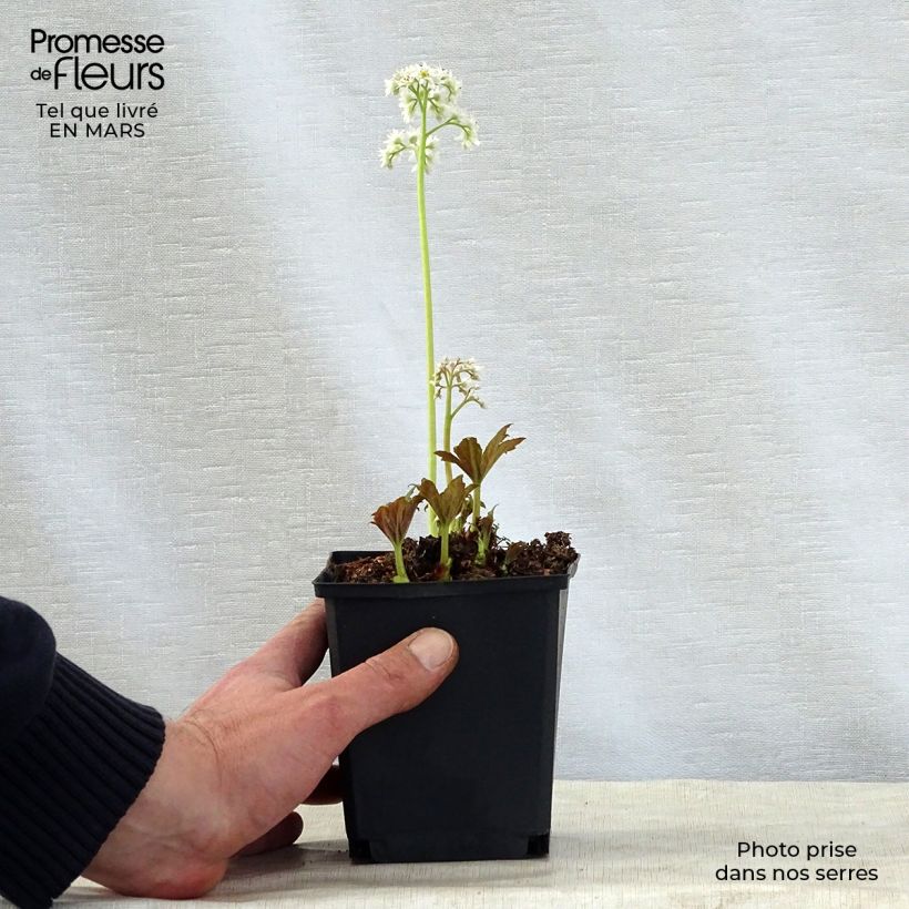 Mukdenia rossii Vasetto da 8/9 cm esemplare consegnato in primavera