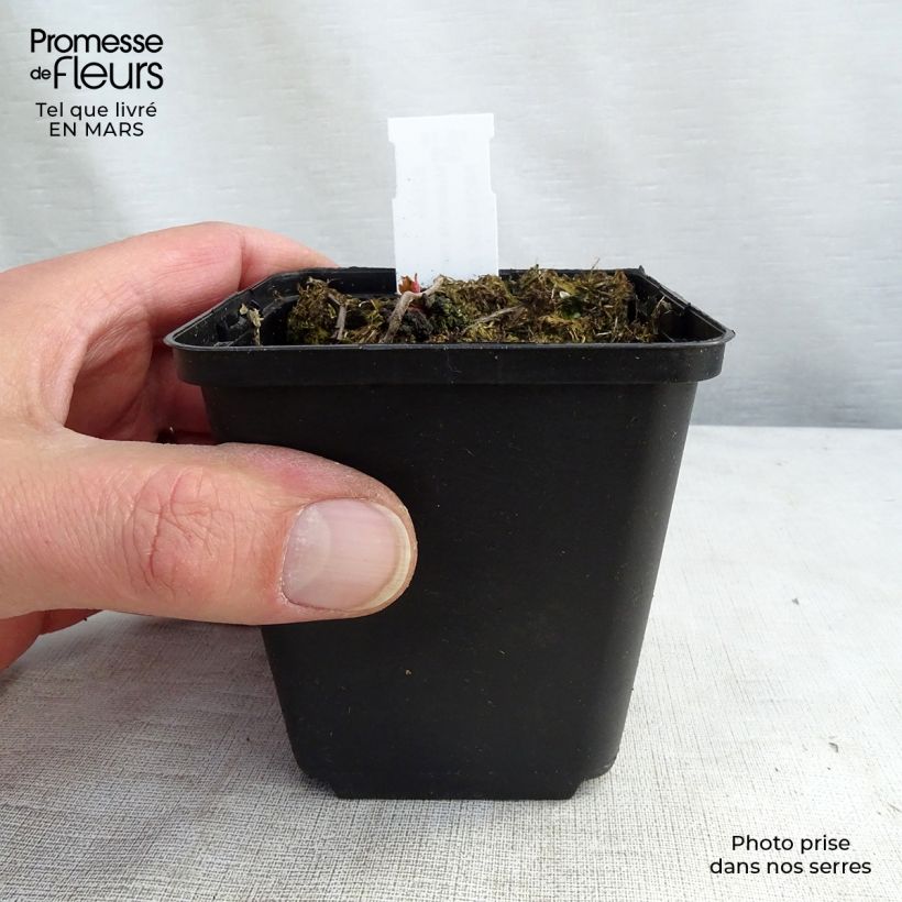 Mukdenia rossii Crimson Fans Vasetto da 8/9 cm esemplare consegnato in primavera