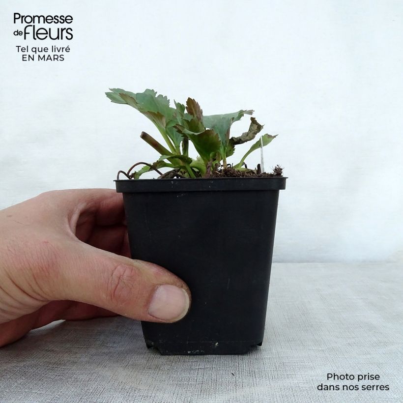 Mukgenia Nova Flame Vasetto da 8/9 cm esemplare consegnato in primavera