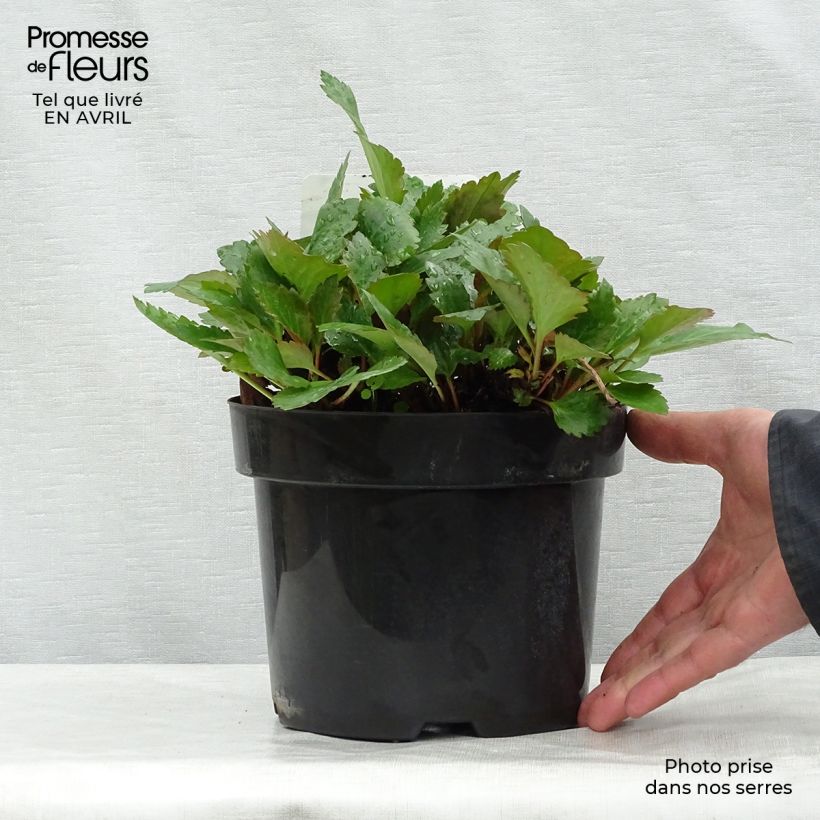 Mukgenia Nova Flame Vaso da 3L/4L esemplare consegnato in primavera