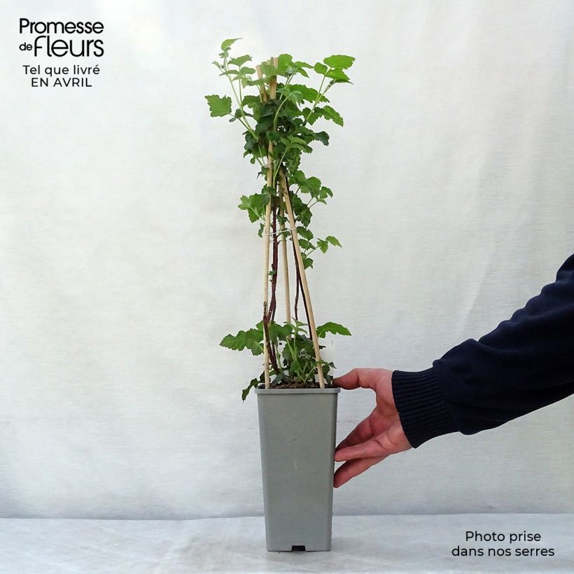 Example of Mora ibrida Buckingham Tayberry Vaso da 1,5L/2L, Multifusto as you get in printemps