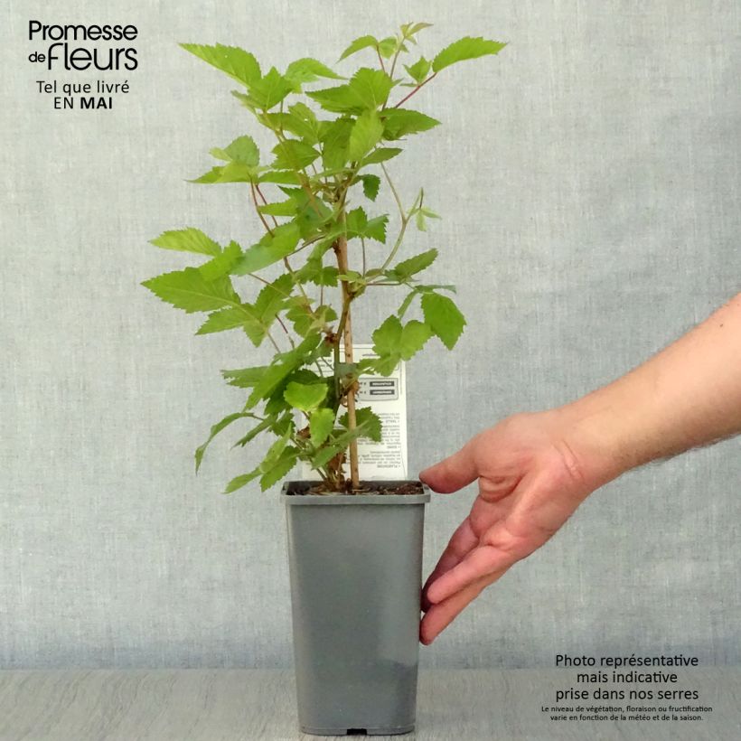 Example of Mora Dirksen Bio Vaso da 1L/1,5L as you get in printemps