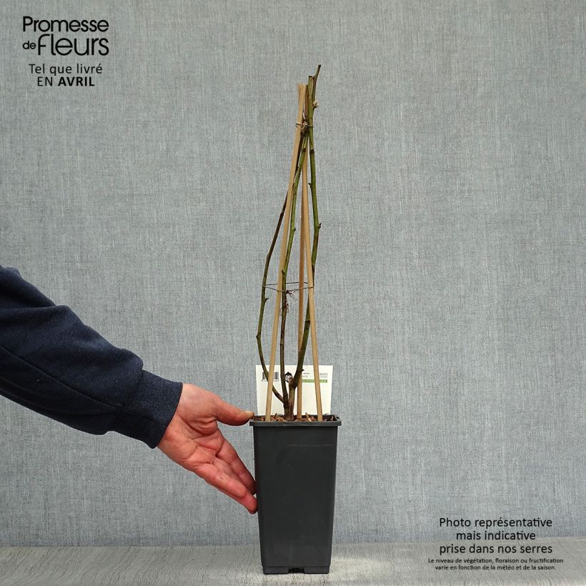 Mora Reuben Vaso da 1,5L/2L esemplare consegnato in primavera