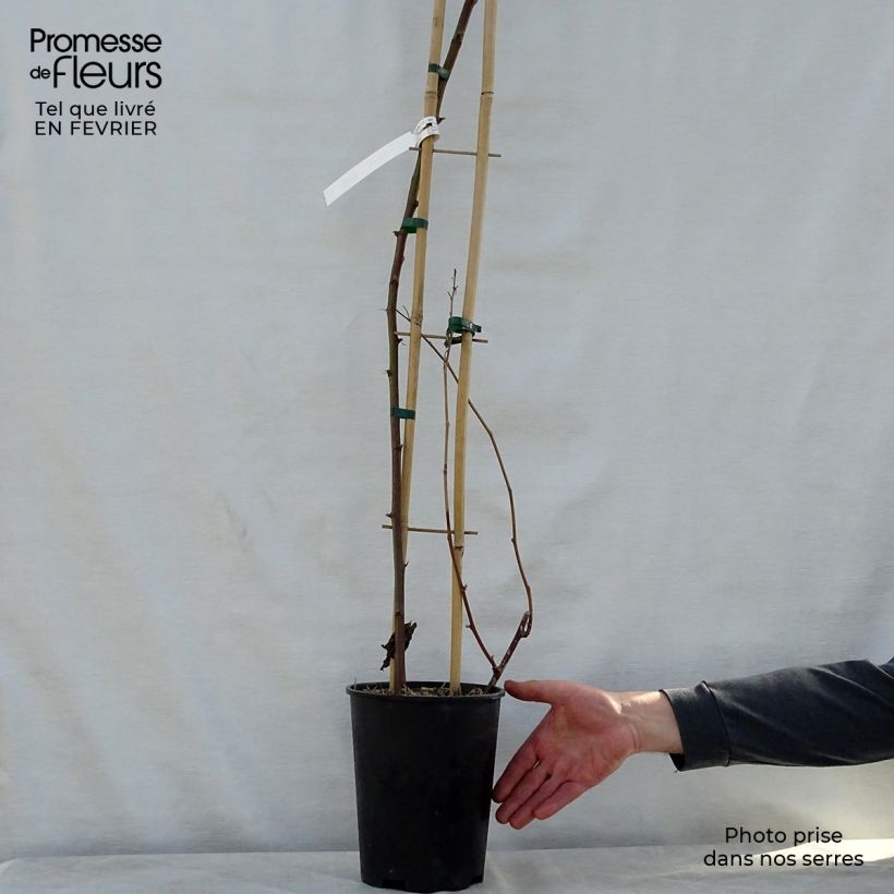 Mora Reuben Vaso da 4L/5L, Multifusto esemplare consegnato in inverno