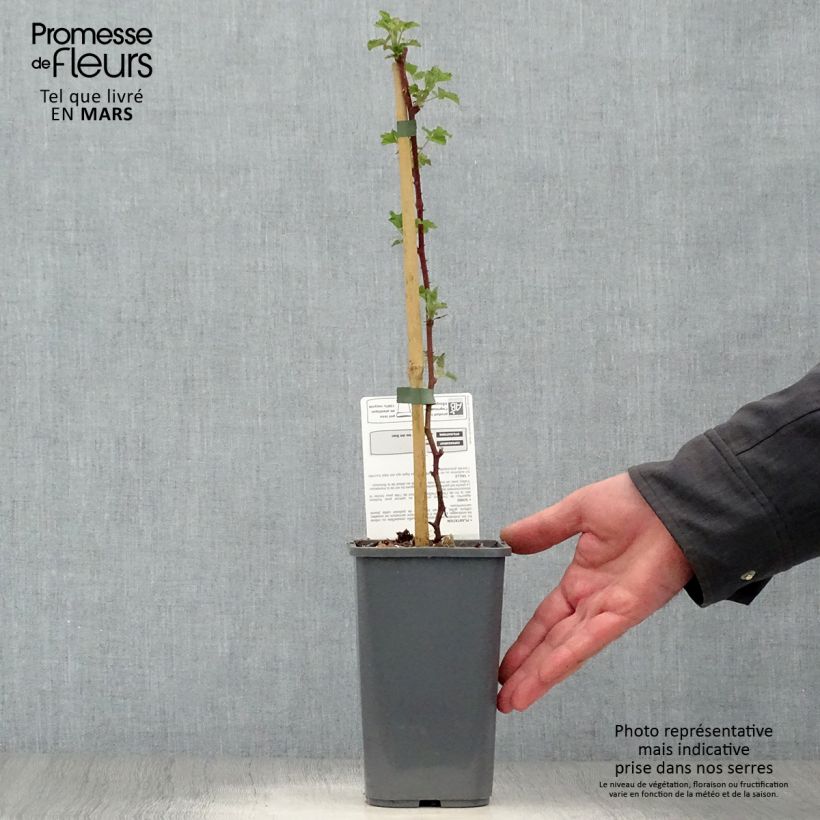 Example of Mora ibrida Dorman Red Bio Vaso da 1,5L/2L as you get in printemps