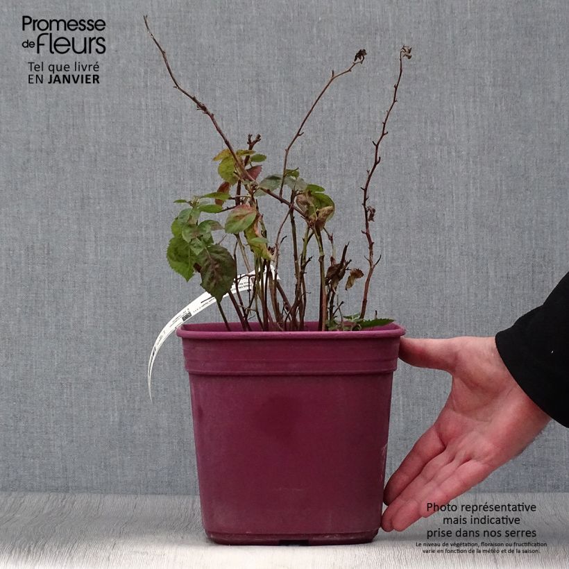 Mora nana Purple Opal Vaso da 4L/5L esemplare consegnato in inverno