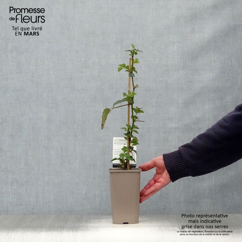 Example of Mora Asterina Vaso da 1,5L/2L as you get in printemps