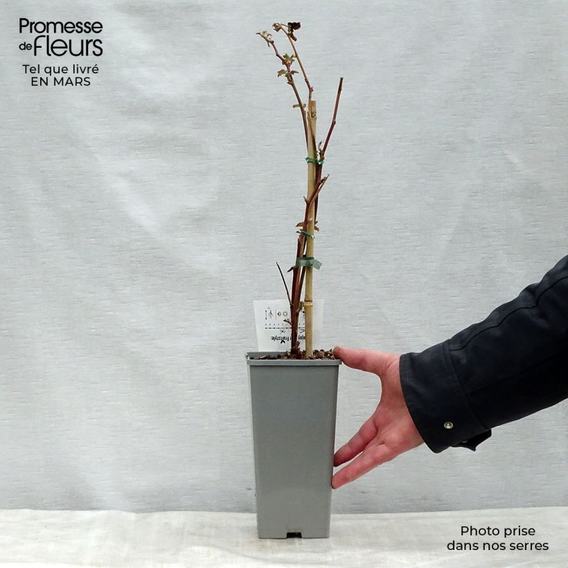 Example of Mora Black Satin Vaso da 1,5L/2L, Multifusto as you get in printemps