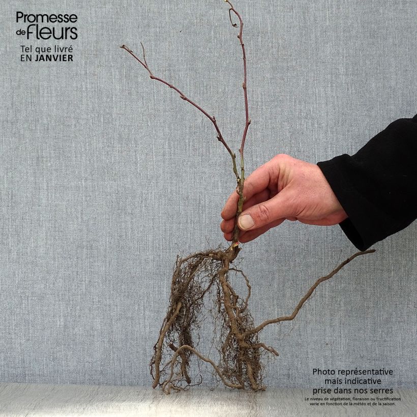 Example of Mora Jumbo Vaso da 1,5L/2L as you get in hiver