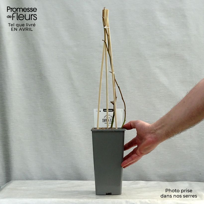 Mora Loch Ness Vaso da 1,5L/2L, Multifusto esemplare consegnato in primavera