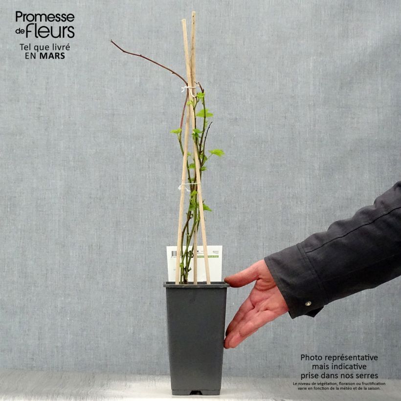 Rubus x loganobaccus Loganberry - Loganberry Vaso da 1,5L/2L, Multifusto esemplare consegnato in primavera