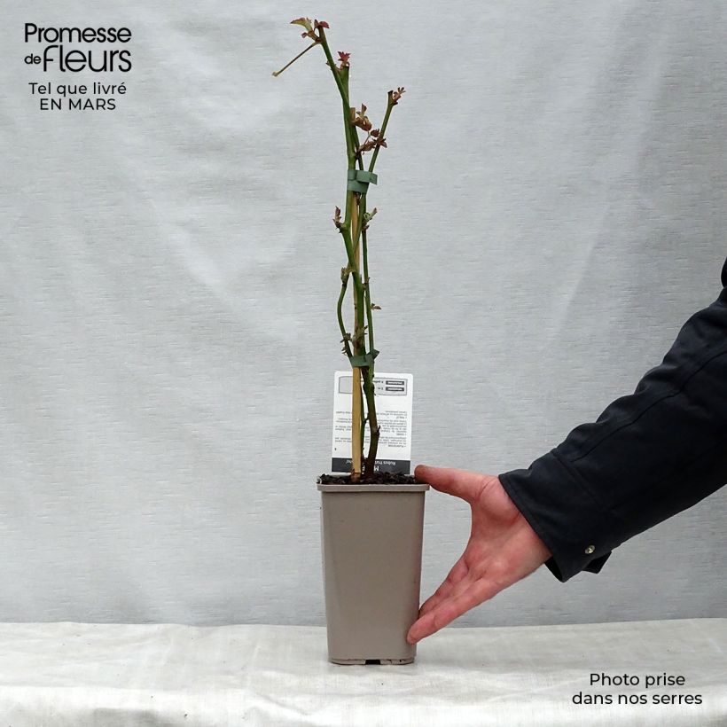 Example of Mora Navaho Vaso da 1,5L/2L, Multifusto as you get in printemps