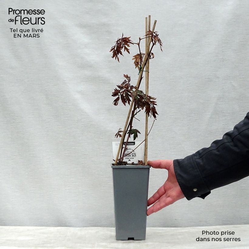 Mora Thornless Vaso da 1,5L/2L, Multifusto esemplare consegnato in primavera