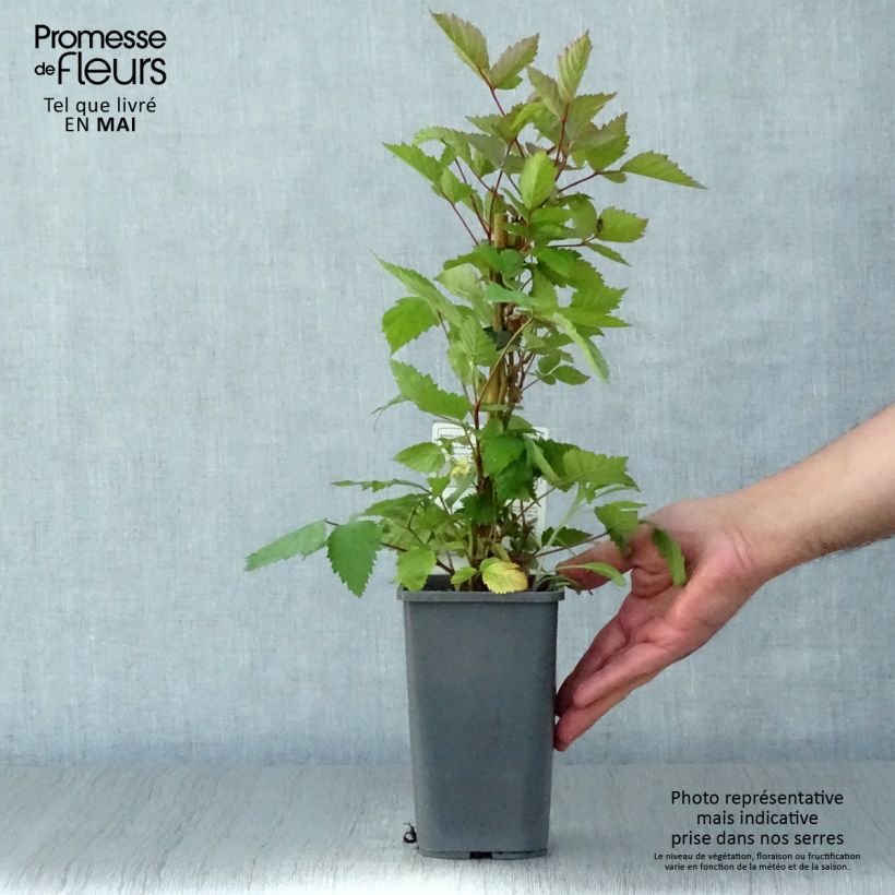 Mora Triple Crown Bio Vaso da 1,5L/2L esemplare consegnato in primavera