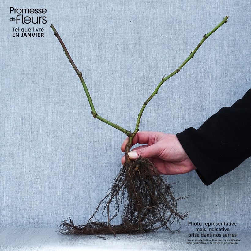 Mora Triple Crown Piante piccole a radice nuda esemplare consegnato in inverno