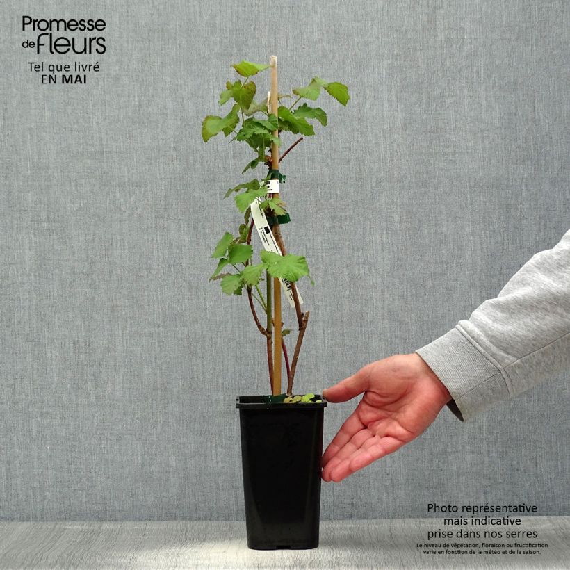 Mora ibrida tayberry Bounty Berry 'Yantay' Vaso da 1,5L/2L esemplare consegnato in primavera