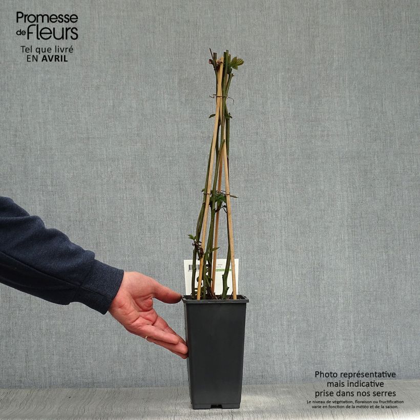 Mora Triple Crown Vaso da 1,5L/2L, Multifusto esemplare consegnato in primavera