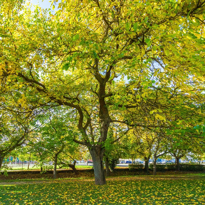 Morus alba var. laevigata King's White - Gelso bianco (Porto)