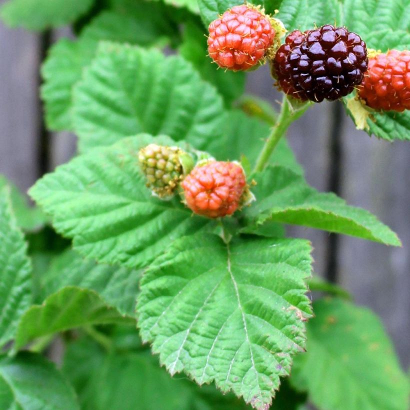 Rubus ursinus x idaeus Boysenberry - Boysenberry (Foliage)