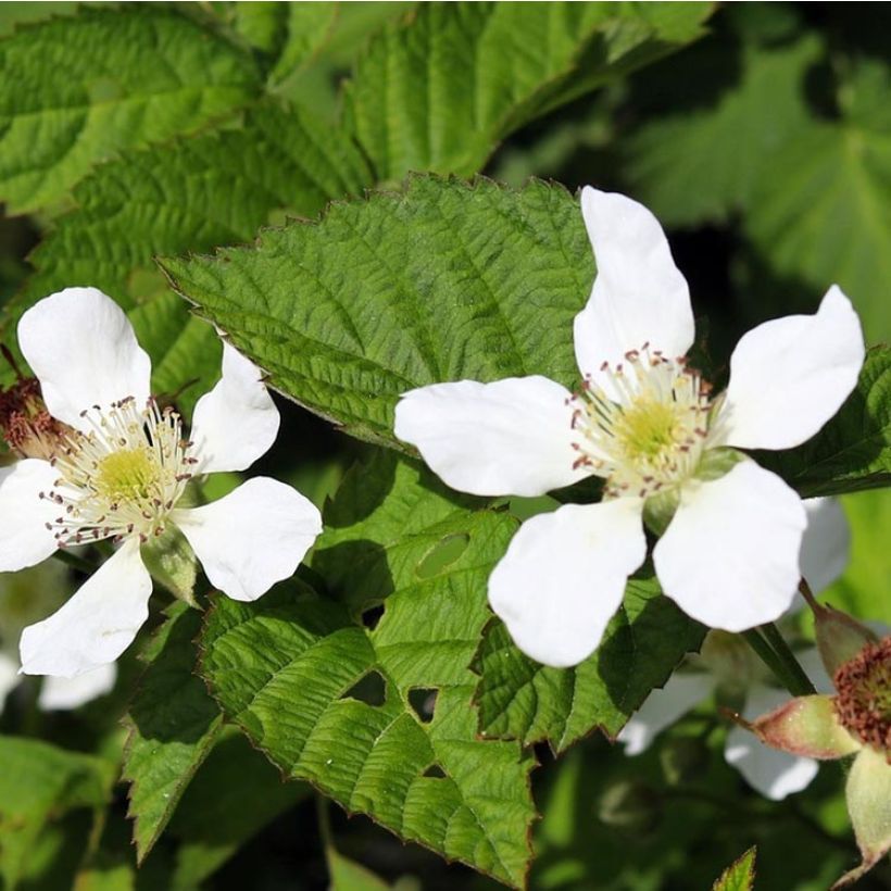 Rubus ursinus x idaeus Boysenberry - Boysenberry (Flowering)