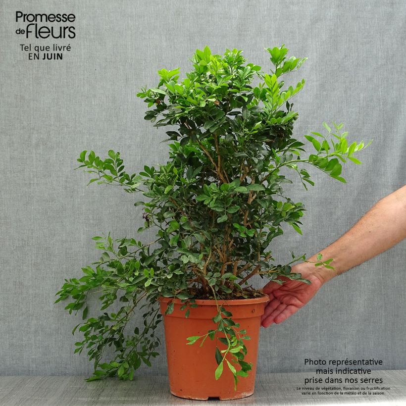 Esemplare di Murraya paniculata Vaso da 3L/4L consegnato in estate
