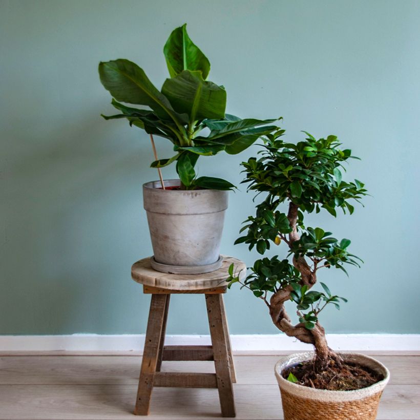 Musa acuminata - Banano (Plant habit)