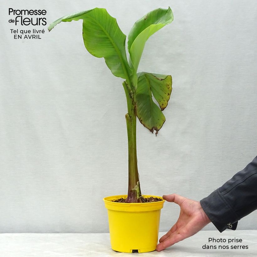Example of Musa basjoo - Banano giapponese Vaso da 1,5L/2L as you get in printemps