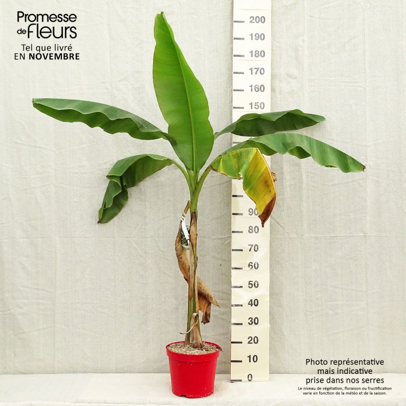 Esemplare di Musa basjoo - Banano giapponese Vaso da 4L/5L come consegnato in autunno