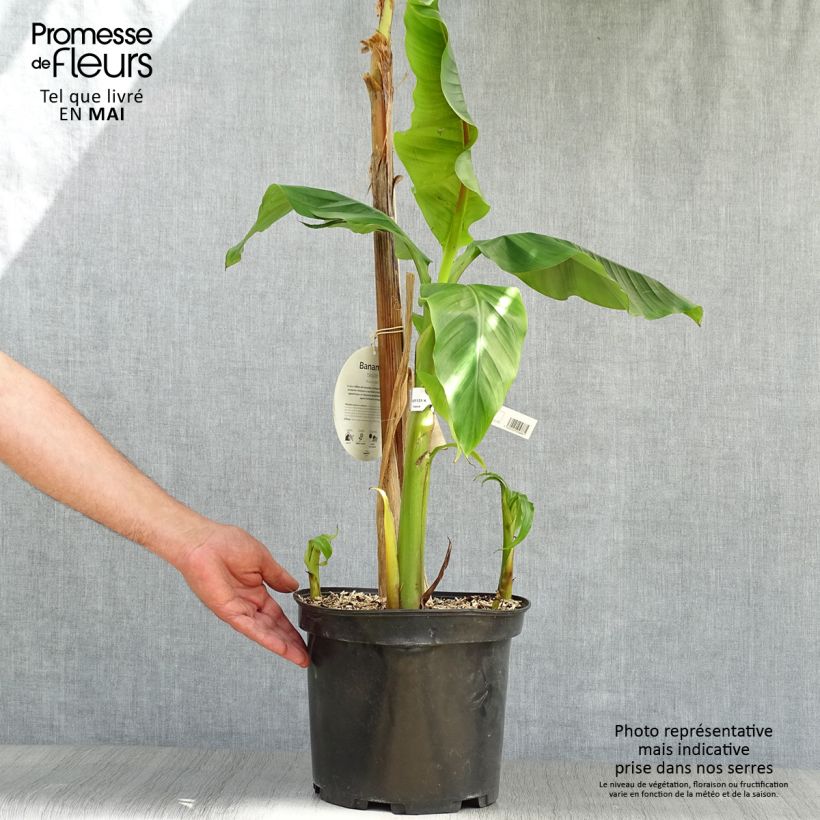 Example of Musa basjoo - Banano giapponese Vaso da 4L/5L as you get in printemps