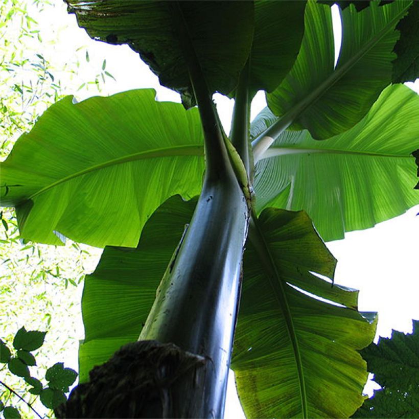 Musa basjoo Sakhalin - Banano giapponese (Foliage)