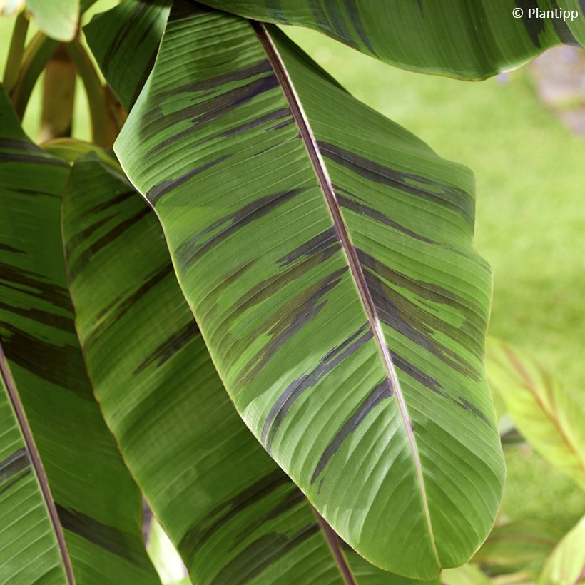 Musa sikkimensis Ever Red - Banano di Darjeeling (Fogliame)