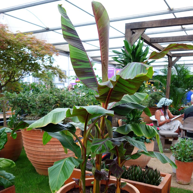 Musa sikkimensis Ever Red - Banano di Darjeeling (Porto)