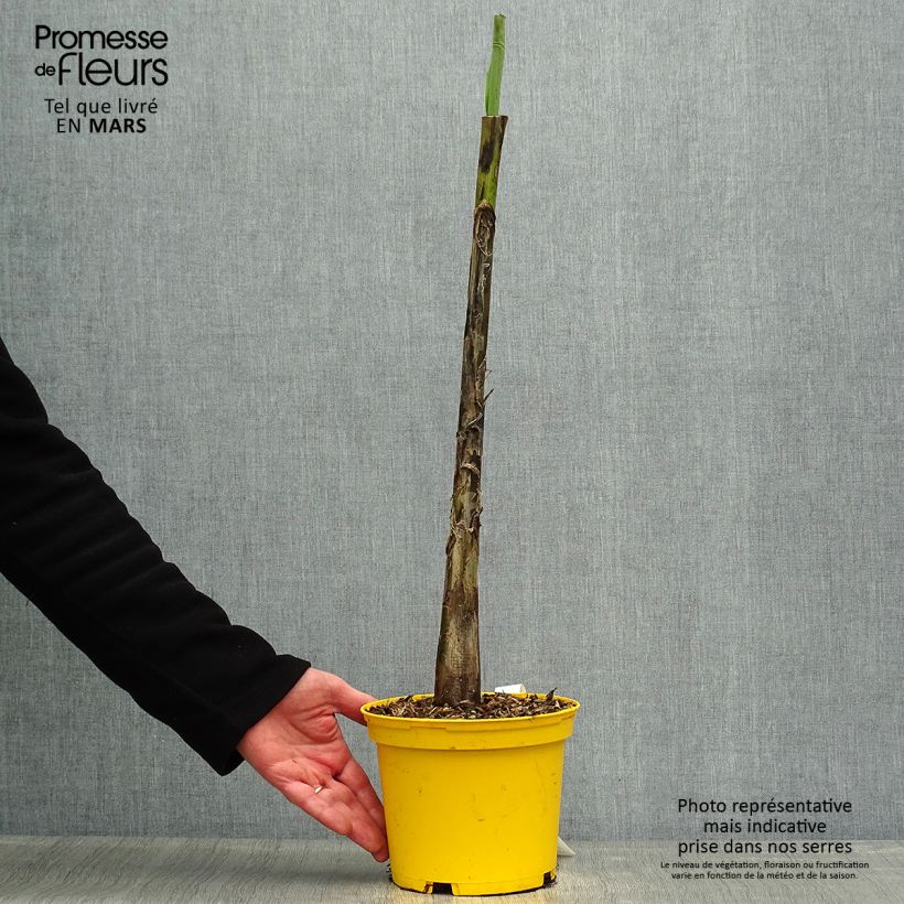 Example of Musa sikkimensis Red Tiger Vaso da 3L/4L as you get in printemps