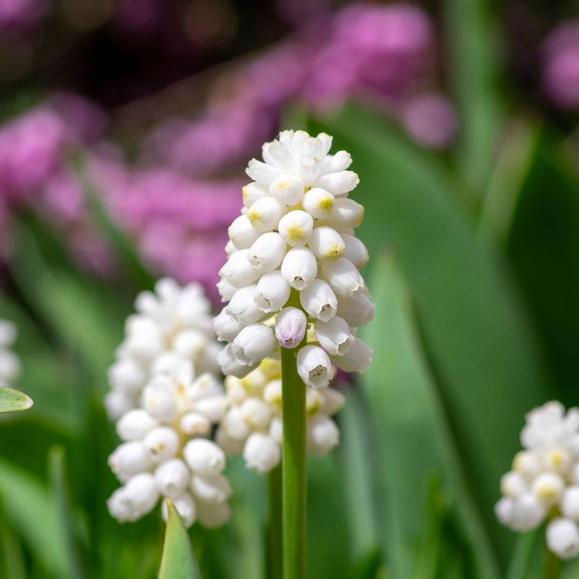 Muscari aucheri White Magic (Flowering)