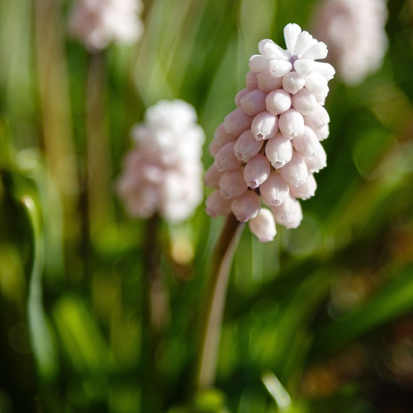 Muscari Pink Sunrise (Flowering)