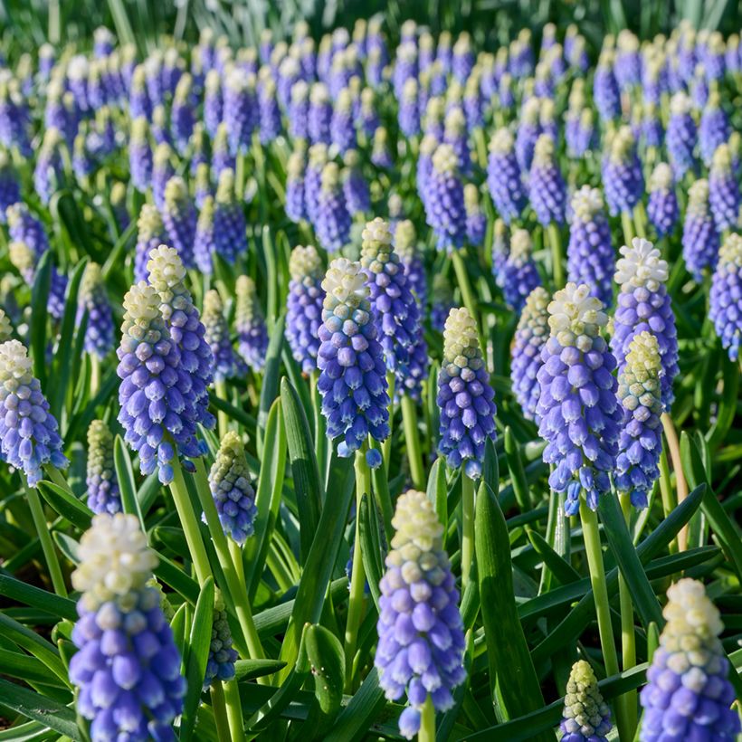 Muscari Touch of Snow (Fioritura)